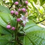 Tococa guianensis Floare