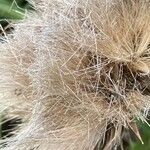 Cynara cardunculus ഫലം