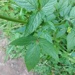 Cedronella canariensis Likasa
