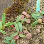 Bulbophyllum falcatum Habit