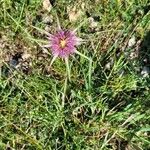 Tragopogon angustifolius 花