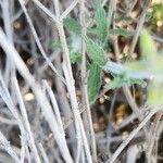 Salvia aegyptiaca Leaf