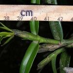 Epidendrum acunae Кора