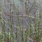 Equisetum fluviatile ഫലം