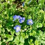 Nemophila menziesii Květ