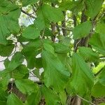 Hamamelis virginianaLeaf