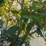 Catalpa bignonioides 葉
