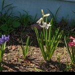 Hyacinthus orientalisVirág