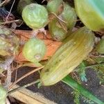 Coelogyne cristata Fruit