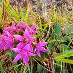 Gentianella germanica Цвят