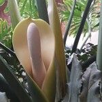 Philodendron radiatum പുഷ്പം