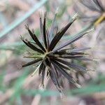 Bidens subalternans Plod