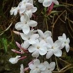 Jasminum polyanthum 花