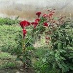 Celosia argentea Агульны выгляд