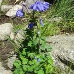 Aquilegia pyrenaica Habitus