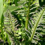 Pedicularis groenlandica 葉