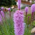 Liatris pycnostachya Flower