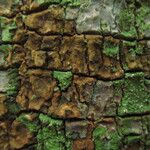 Dichostemma glaucescens Bark