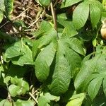 Merremia tuberosa Blad