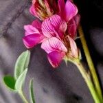 Onobrychis argentea Flor