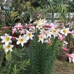 Lilium regale Çiçek