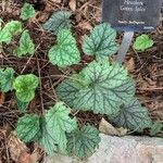 Heuchera americana 葉