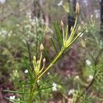 Ricinocarpos pinifolius Bloem