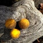 Citrus trifoliata ഫലം