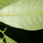 Gymnanthes riparia Leaf