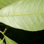 Gymnanthes riparia Hoja