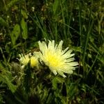 Hieracium intybaceum Други