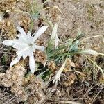 Pancratium maritimumCvet