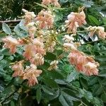 Sophora japonica Flower