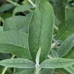 Buddleja albiflora Ліст