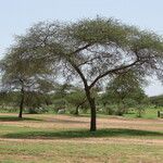 Vachellia tortilis 叶