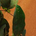 Julbernardia seretii Hoja