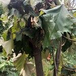 Pterospermum acerifolium Corteza