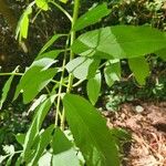 Sambucus canadensisBlad