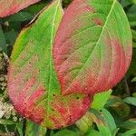 Hydrangea paniculata Blad