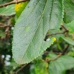 Grewia similis Leaf