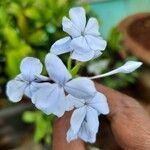 Plumbago auriculataFloare