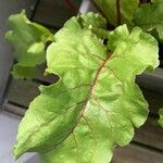 Beta vulgaris Leaf