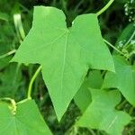 Echinocystis lobata Leaf