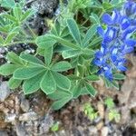 Lupinus micranthus 葉