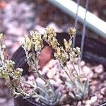 Dudleya abramsii Характер