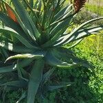 Aloe ferox Foglia