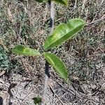 Boscia mossambicensis Blatt