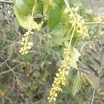 Allophylus rubifolius Floro