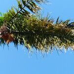 Oenocarpus distichus Folla