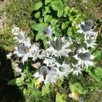 Eryngium giganteum Blatt